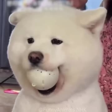 Funny cat and dogs 😂😂