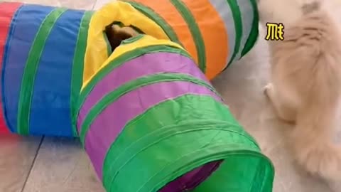 Whatacoolthingtoplaypeekabooathome.