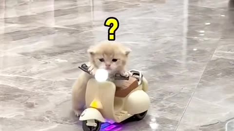 Funny cat cycling