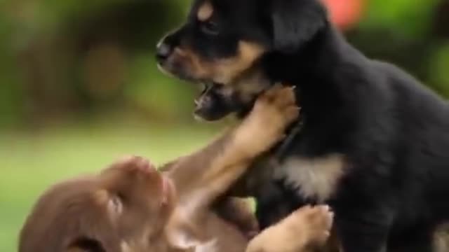 Cute Puppies playing with each other