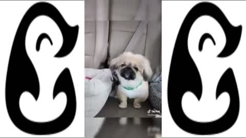 TRY NOT TO GO AAWWW! CUTE DOG TIKTOK VIDEO'S