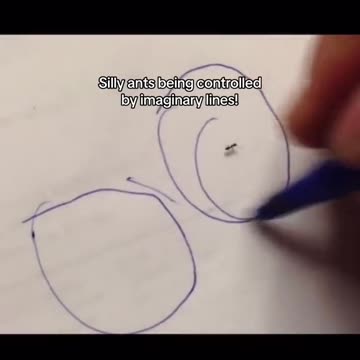 silly ants on lilypads controlled by imaginary lines...