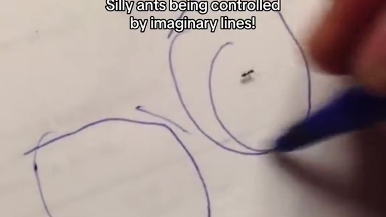 silly ants on lilypads controlled by imaginary lines...