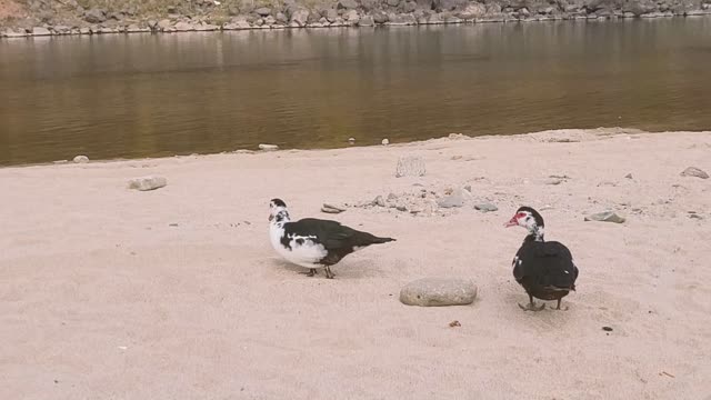 South Korea's Hantan River Feeding Couple Duck