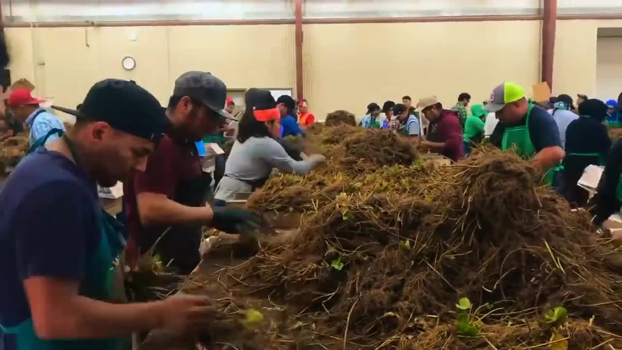 How To Produce Billions Of Strawberries In California - Strawberry Harvesting-6