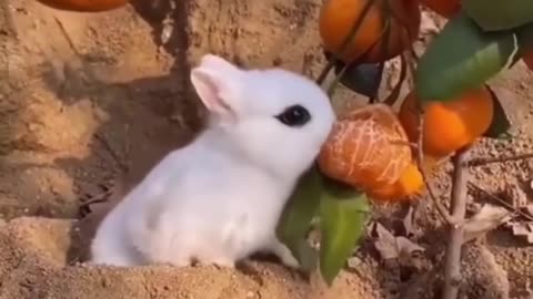 Best Funny Animal Videos 2023