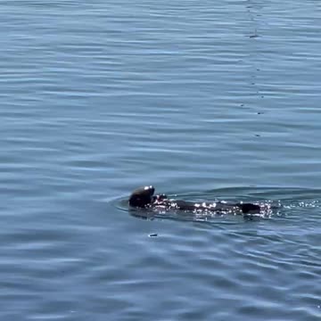 Morro Bay Otter
