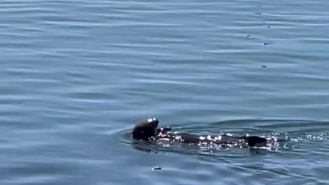 Morro Bay Otter