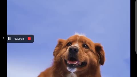 Brown dog