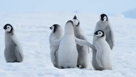 Penguins walk