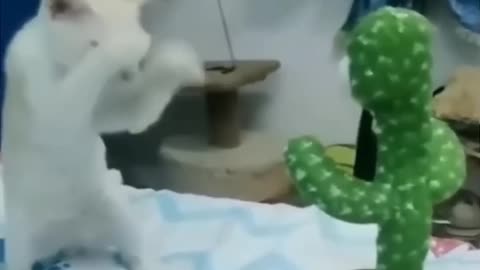 Funny Animals video... 😂🤣😂