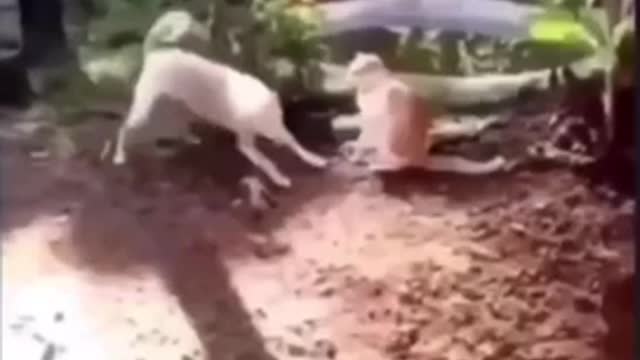 Try not to laugh🤣 Funny animals Part 2😹‖ #shorts ‖