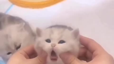 Cute and funny cat video.