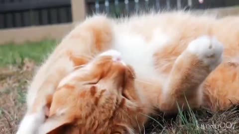 Ultimate cute and funny cat ll loving cat video ll