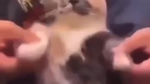 Cat-Astrophe