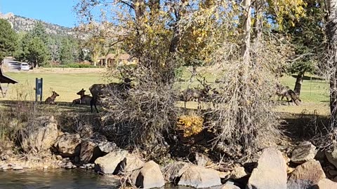 Guy Gets Too Close to Elk Herd in Estes Park