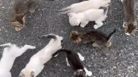 Most clever cats I ever seen