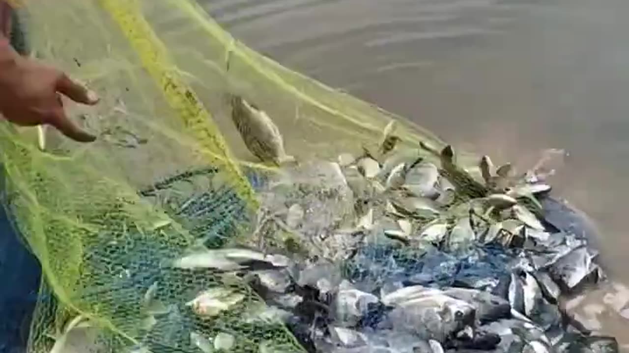 Amazing Traditional Cast Net Fishing