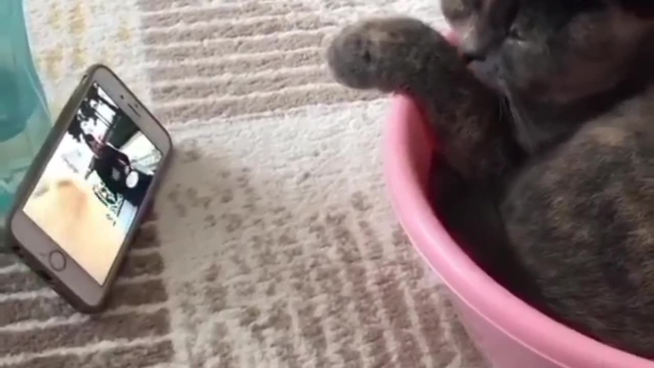 Funny cat 😍😍