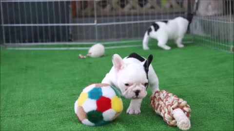 Funny french Bulldog compilation