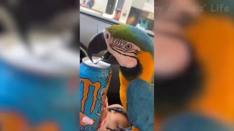 Parrot trying it best to open a can