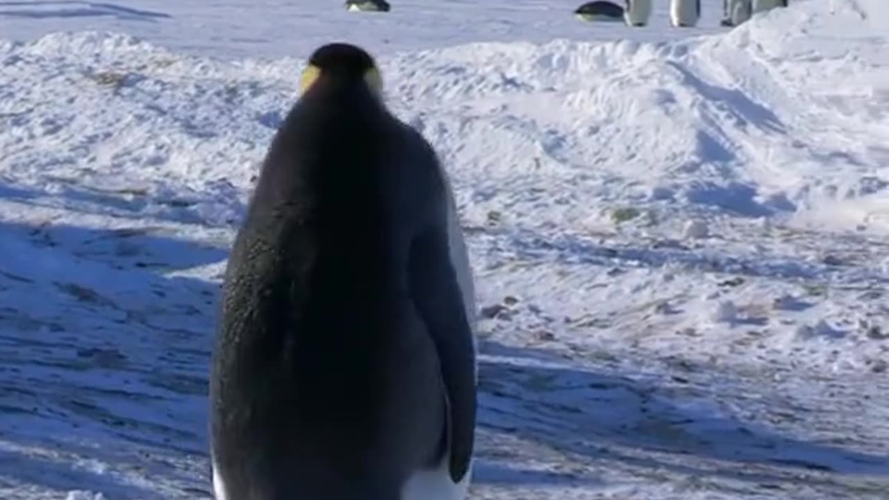 Baby 🐧 Waiting for food