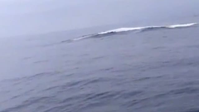 whales come out the sea water