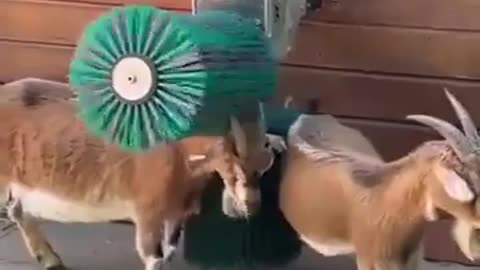 Automatic 2 Brush System For Goats #shorts #viral #shortsvideo #video