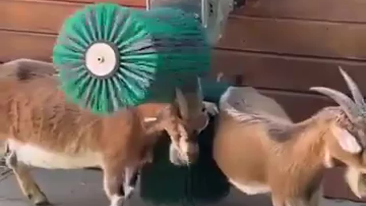 Automatic 2 Brush System For Goats #shorts #viral #shortsvideo #video