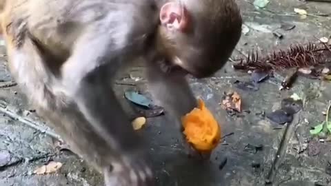 Monkey funny moments 😂🤣🤣