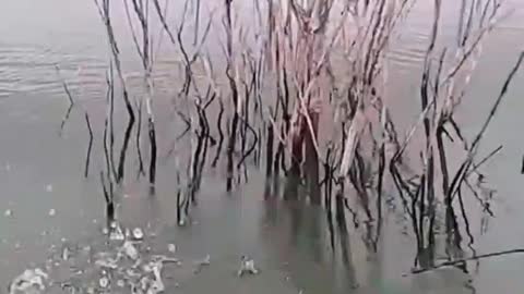 Fishing Giant Catfish In River