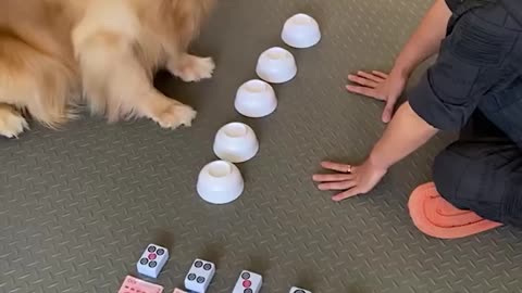 Bright dog is a pro at this game