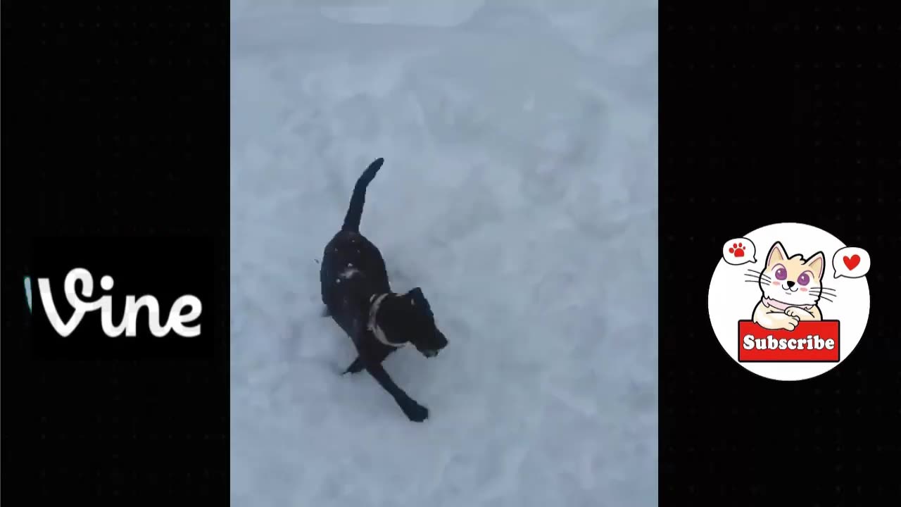Best funny videos of 2k23 😅🤣🤣😅😅