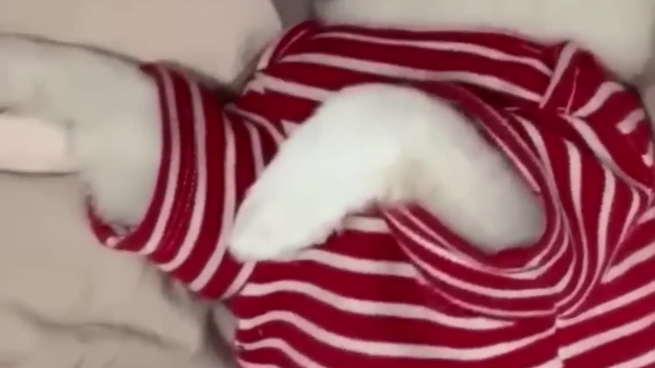 Try Not To Laugh Challenge Funny Cats and Dogs 2023 _1080pFH