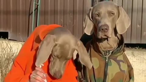 Two man wear a dog mask and act as a real dog