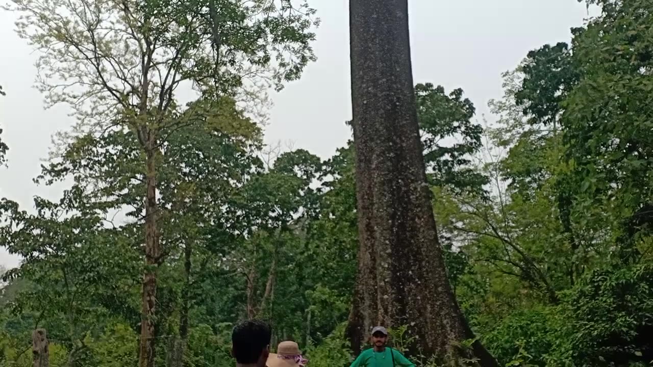 Tree in Joldapara