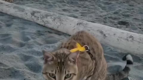 Catsloves1ts chassing the amphipods on a pacific beach Is à rewarding culinary experience 😻😻😻