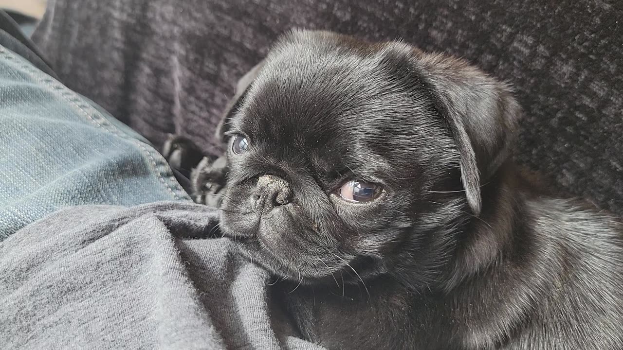 8-week-old Pug