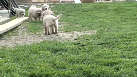 Schwarm von Golden Retriever Welpen Roland Baumgartner