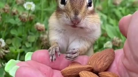 Squirrel Cute funny video||funny moments video