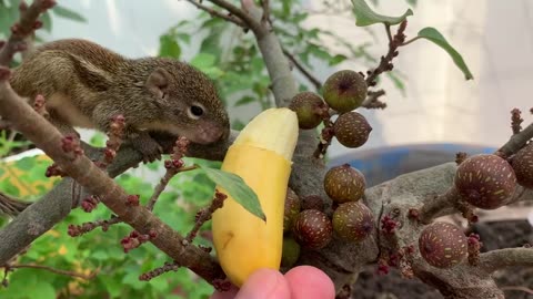 Cute Animals For When You are Stressed - Best Of The 2023 Cutest Animal