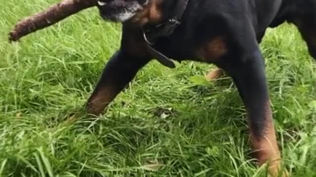 Rottweiler Grows up Extremly Fast