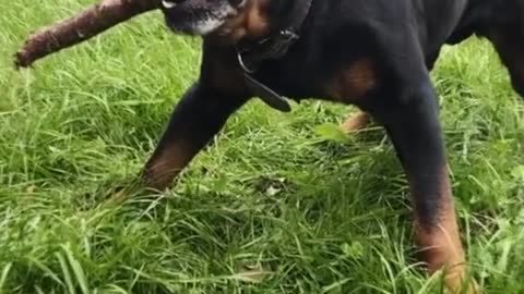 Rottweiler Grows up Extremly Fast