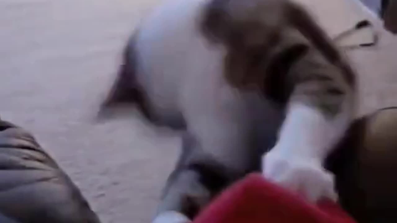Funny cat Dancing