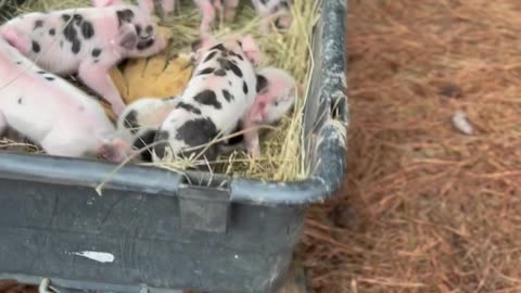 Finding Reba's Piglets in the Woods