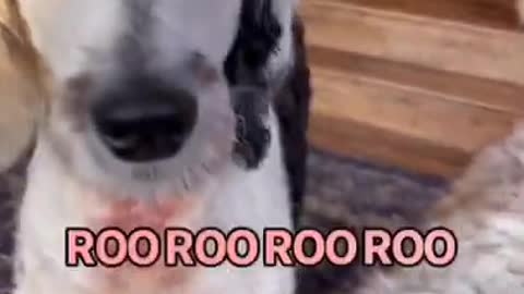 Latest cute dog training