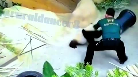 Lovely giant panda, come and have a look!Lovely giant panda, come and have a look!