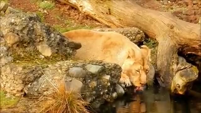 Wildlife Video _ Animals Video _ Best Animals compilation 2020_ Forest Animals Video _ Wild Animals