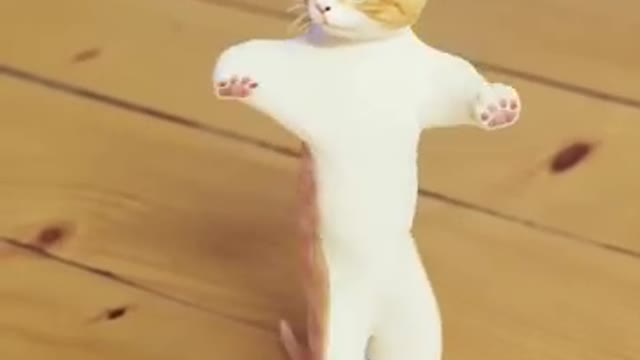 Funny cat 🐈 😻 dance 😅🤣🤣