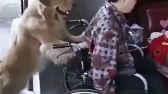 Enjoy New Funniest and Cutest Animals Compilation of the Week𤣠FUNNIEST ANIMAL VIDEOS
